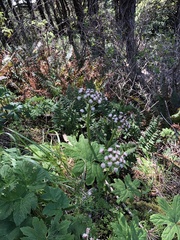 Petasites frigidus palmatus