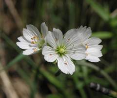 Cerastium maximum