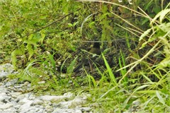 Arremon atricapillus