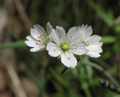 Cerastium maximum