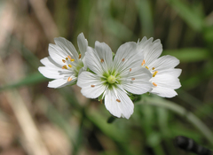 Cerastium maximum