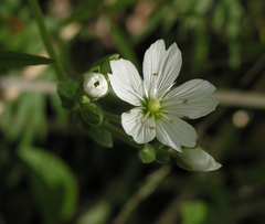 Cerastium maximum