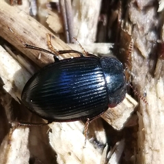 Agyrtidae