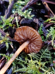 Entoloma cystomarginatum