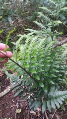 Asplenium lyallii