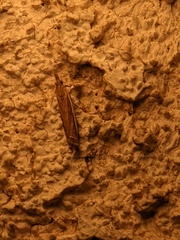 Crambus sperryellus
