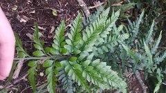 Asplenium lyallii