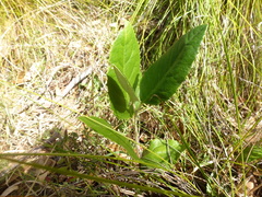 Olearia grandiflora