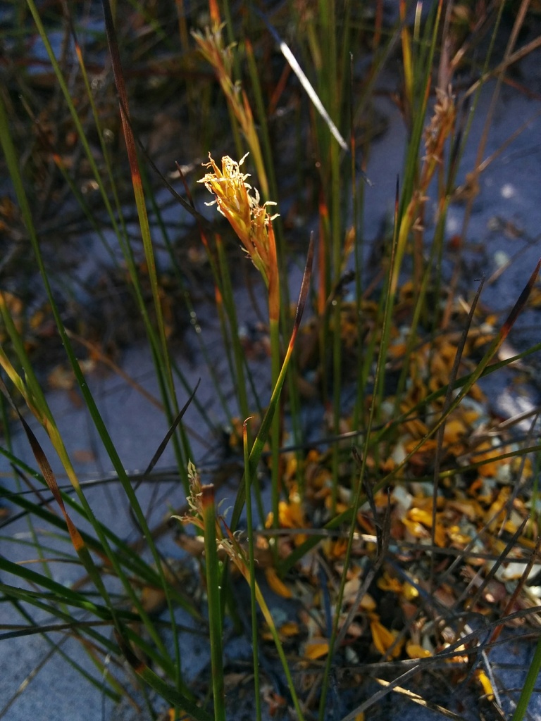 Machaerina acuta