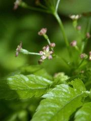 Osmorhiza purpurea