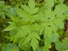 Osmorhiza purpurea