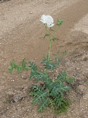 Argemone albiflora texana
