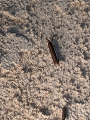 Crambus sperryellus