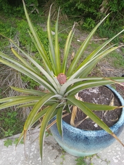 Ananas comosus