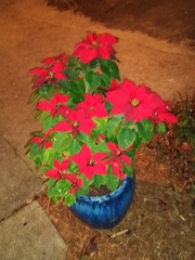 Euphorbia pulcherrima