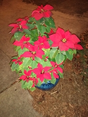 Euphorbia pulcherrima