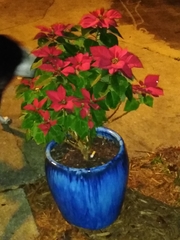 Euphorbia pulcherrima