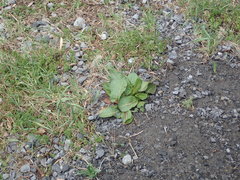 Rumex obtusifolius obtusifolius
