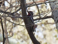 Sphyrapicus nuchalis