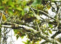 Synallaxis brachyura