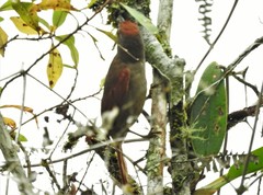 Synallaxis brachyura