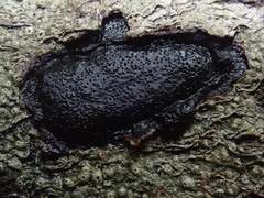 Biscogniauxia capnodes