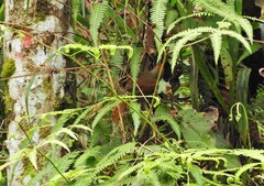 Synallaxis brachyura