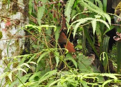 Synallaxis brachyura