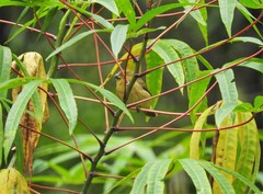 Sporophila nigricollis