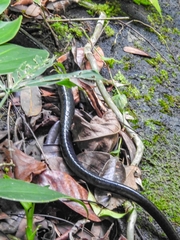 Chironius grandisquamis