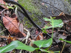 Chironius grandisquamis