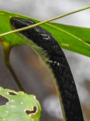 Chironius grandisquamis