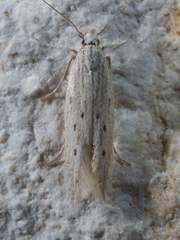 Isophrictis trimaculella