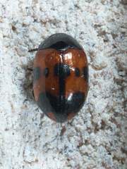 Diaperis nigronotata