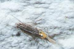 Cosmopterix quadrilineella