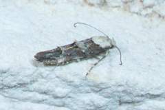 Mompha murtfeldtella