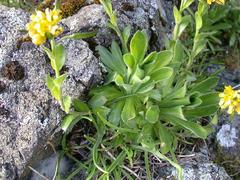 Draba grandis