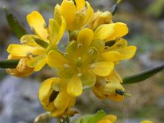 Draba grandis