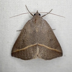 Argyrostrotis flavistriaria