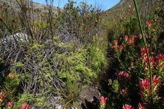 Gleichenia polypodioides