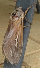 Abantiades hydrographus