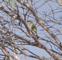 Lichenostomus cratitius
