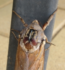 Abantiades hydrographus