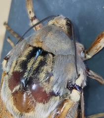 Abantiades hydrographus