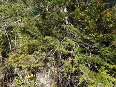 Cupressus pygmaea