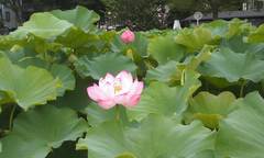 Nelumbo nucifera