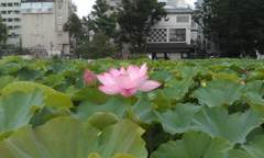 Nelumbo nucifera