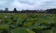 Nelumbo nucifera