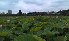 Nelumbo nucifera