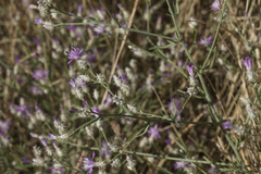 Centaurea virgata squarrosa